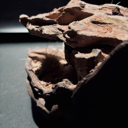 DESERT TERRARIUM BOWL-Medium 生態缽(中)-沙漠系列