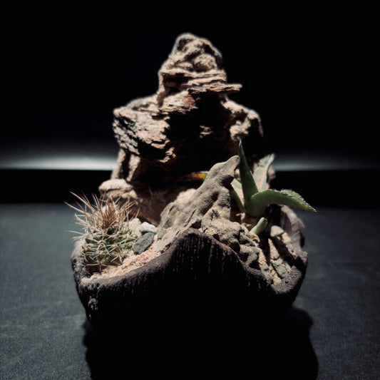 DESERT TERRARIUM BOWL-Medium 生態缽(小)-沙漠系列