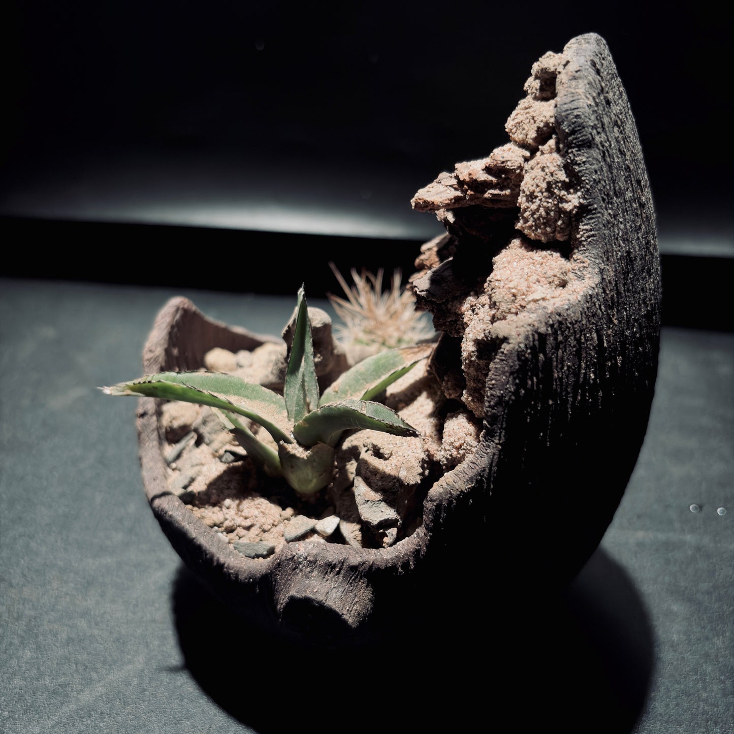 DESERT TERRARIUM BOWL-Medium 生態缽(小)-沙漠系列