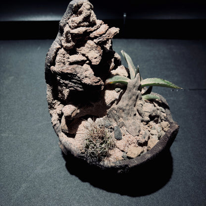 DESERT TERRARIUM BOWL-Medium 生態缽(小)-沙漠系列